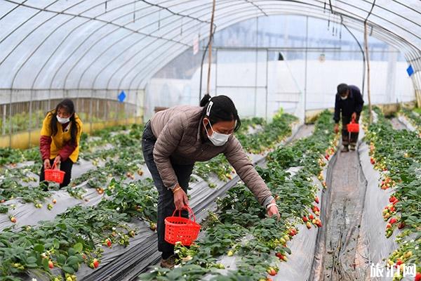 重庆柳童村种植采摘园怎么去，草莓采摘价格多少