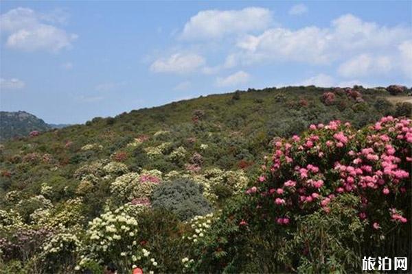 曲靖师宗菌子山杜鹃花什么时候开 交通-旅游攻略