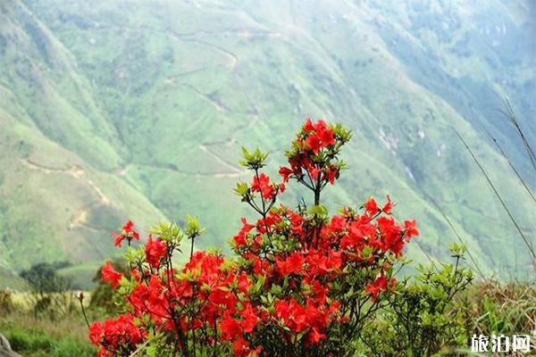 云浮新兴天露山杜鹃花什么时候开