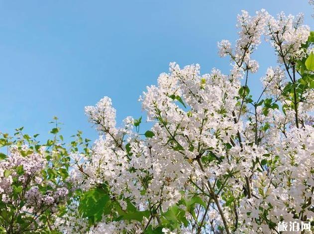 北京园博园赏花春游