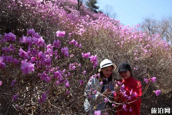 五莲山杜鹃花几月开，赏花地推荐