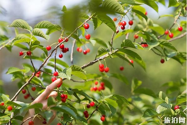 北碚西山坪苓茏苑樱桃采摘攻略