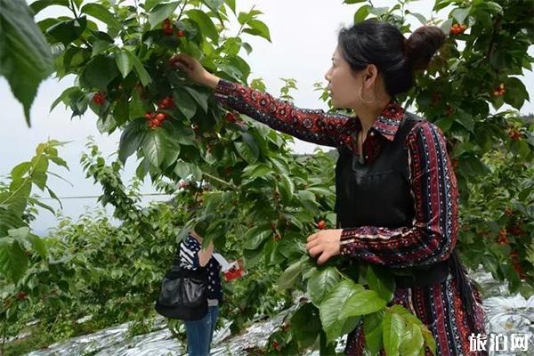 龙泉红花村樱桃采摘价格 地址-交通指南