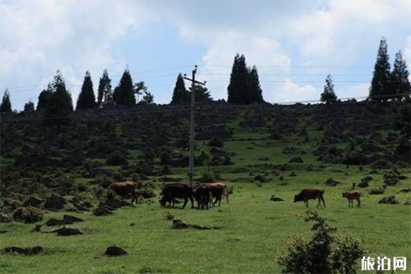 重庆千野草场简介，在哪里游玩攻略