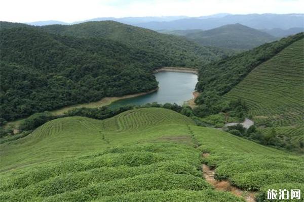 宁波福泉山景区介绍，可以采摘茶叶吗