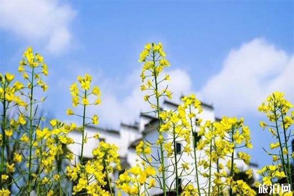 十里四香景区介绍，油菜花观赏指南