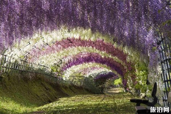 日本紫藤萝瀑布在哪 