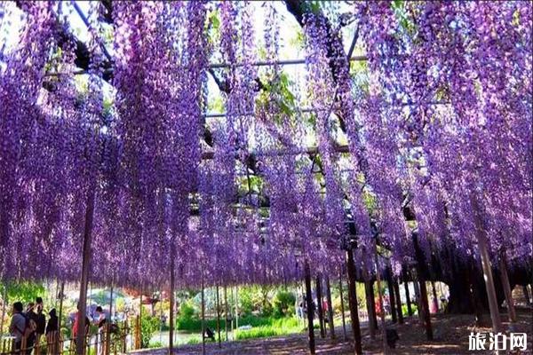 日本足利花卉公园紫藤萝观赏花期是多少，地址门票