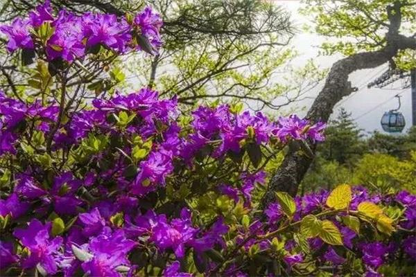 尧山景区杜鹃花什么时候开，附花期门票优惠