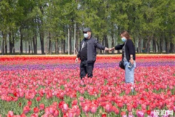 延庆农场郁金香介绍，延庆农场郁金香在哪游玩攻略