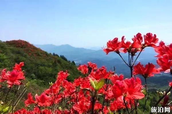 白崖山景区介绍 白崖山杜鹃花什么时候开-游玩攻略