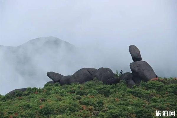 铜鼓大沩山风景区介绍，杜鹃花观赏