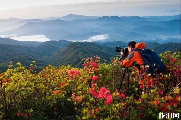 铜鼓大沩山风景区介绍 杜鹃花观赏