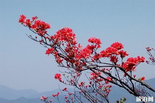 缙云石笕界牌山介绍 杜鹃花什么时候开-大猫岗尖介绍