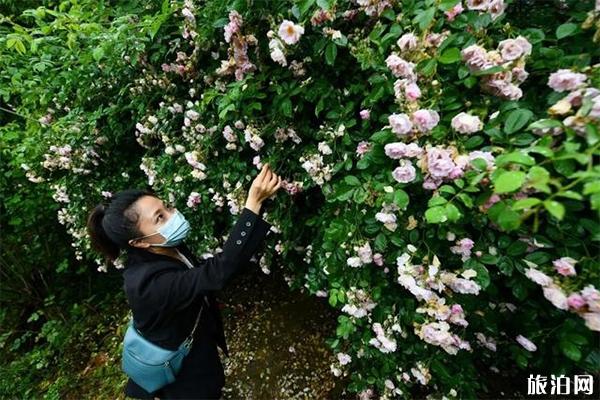 重庆綦江玫瑰园赏花时间，地址交通指南