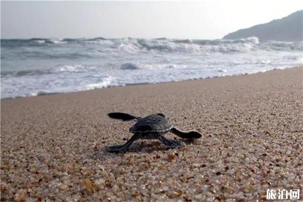 海龟湾介绍，海龟湾门票游玩攻略