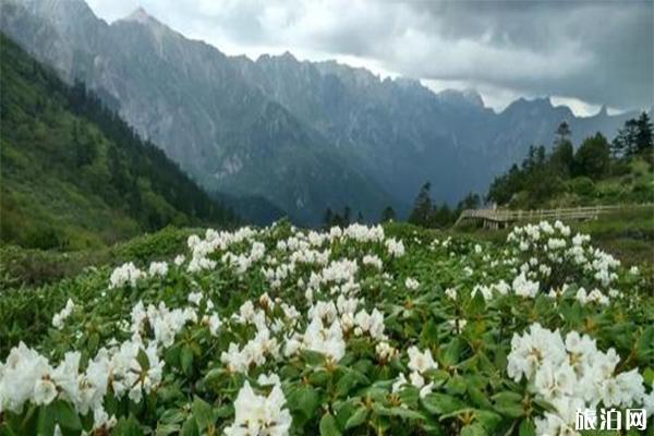 宕昌雷古山海拔多高，杜鹃花绽放时间