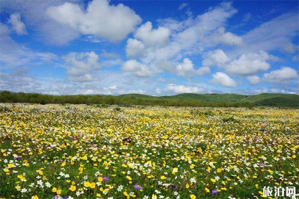 俄么塘花海几月去最好，住宿攻略