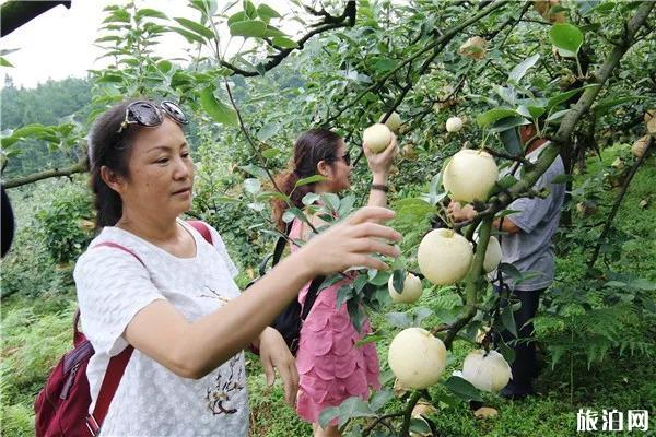 贵阳乌当区西瓜采摘地推荐