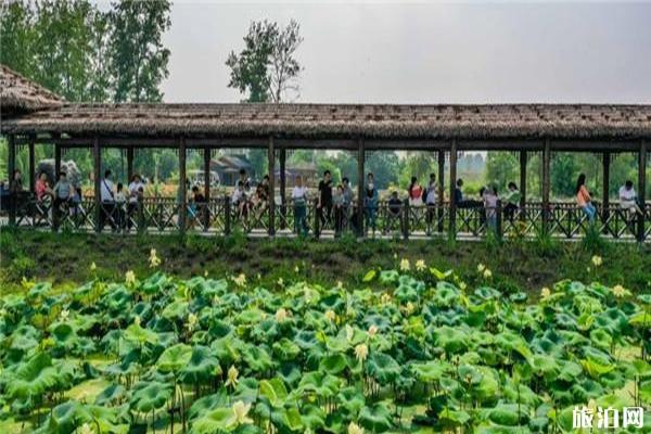 南京池杉湖湿地公园门票，荷花展信息