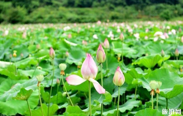 棣花古镇一日游攻略