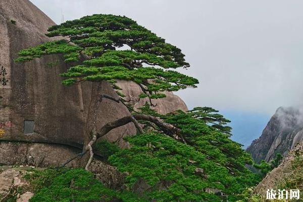 黄山一日游最佳路线及时间