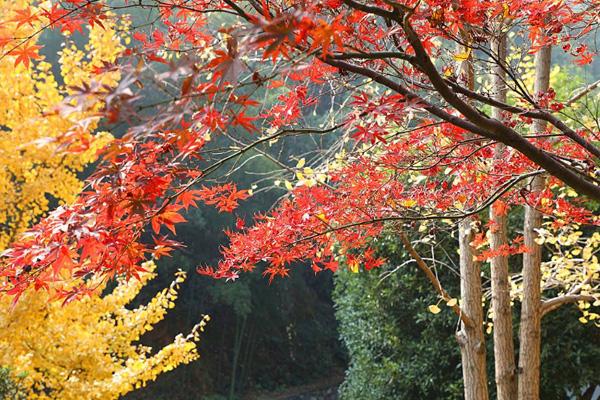 年12月岳麓山枫叶红了吗，岳麓山观赏路线推荐