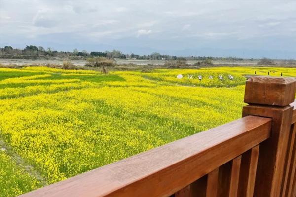 成都温江汪家湾花海油菜花观赏时间及游玩攻略