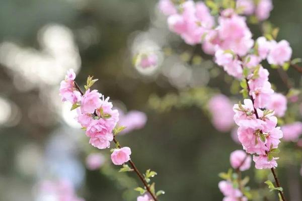 北京赏花时间表，北京5月赏花的地方有哪些