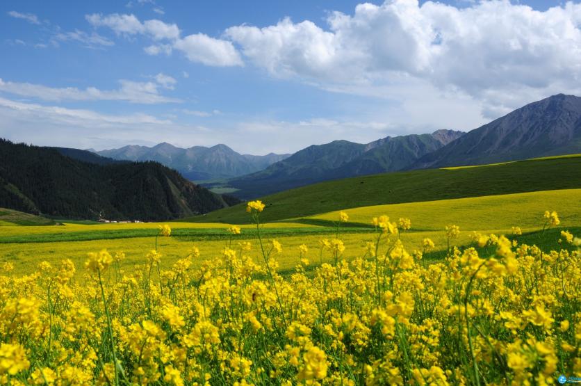 中国有哪些草原 内蒙古有哪些草原