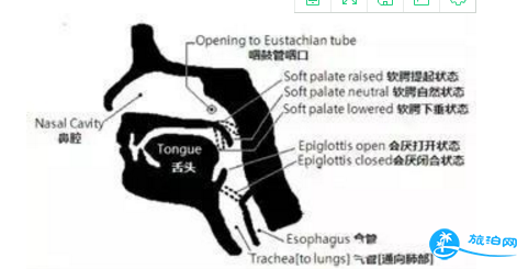 自由潜水如何憋气 自由潜怎么调整呼吸