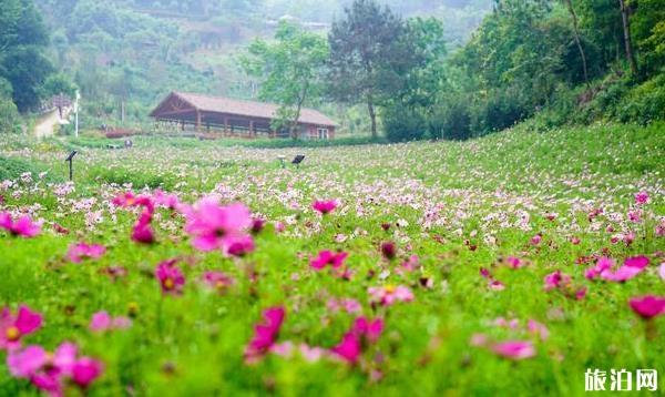 英山四季花海景区六一儿童节活动