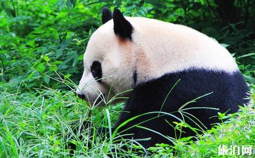 成都大熊猫繁育研究基地攻略