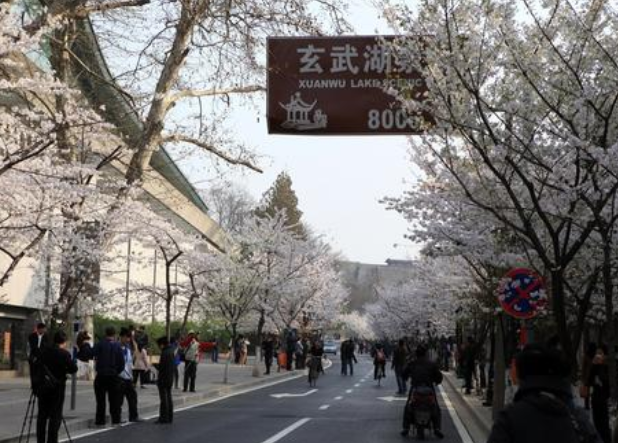 2021年南京鸡鸣寺樱花什么时候开 鸡鸣寺樱花几月到几月