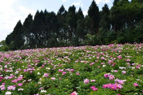 中江芍药花基地在哪里观赏地推荐