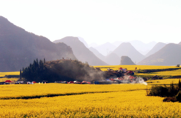 2021罗平油菜花最佳观景点