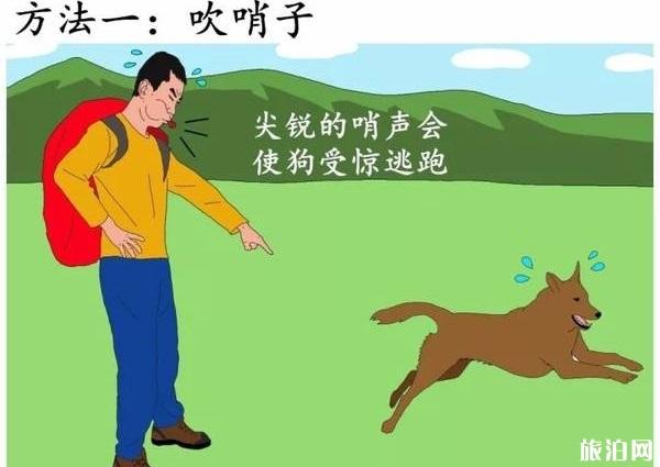 在户外遇见野狗怎么办