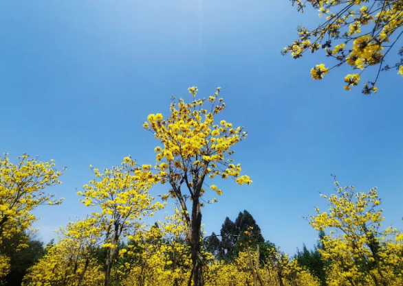 2021简阳黄花风铃木基地在哪儿