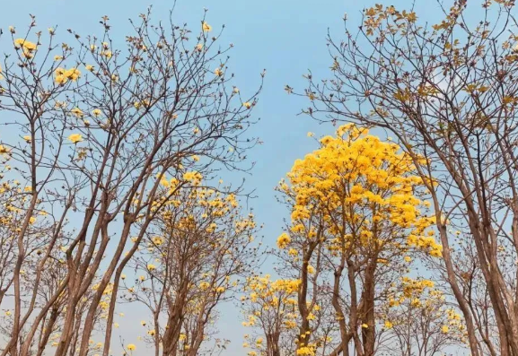 2021简阳黄花风铃木基地在哪儿