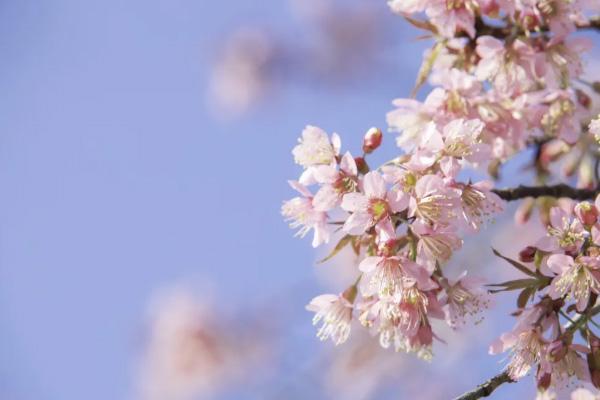 济宁樱花哪里有 2021济宁赏花好去处