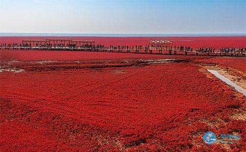 红海滩风景廊道图片 红海滩风景廊道风景图