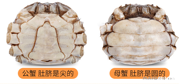 大闸蟹吃公的还是母的 大闸蟹公母都有蟹黄吗