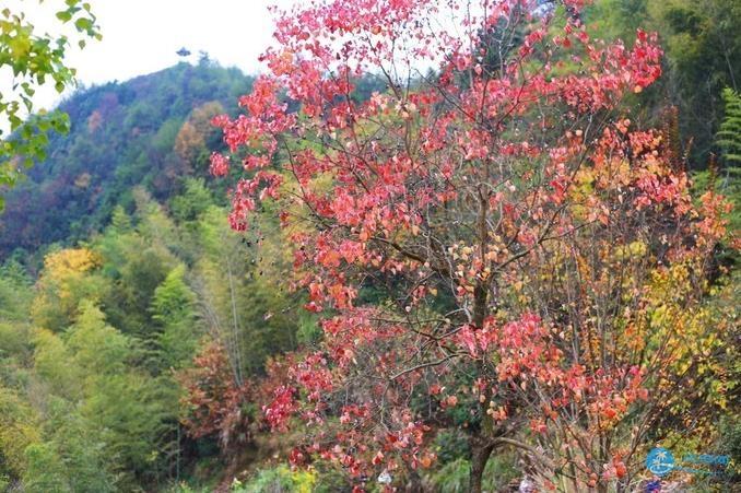 石潭 木梨硔 塔川风景照片