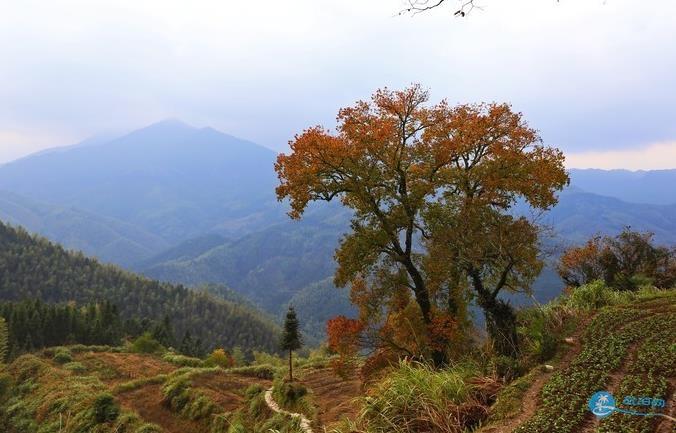 石潭 木梨硔 塔川风景照片