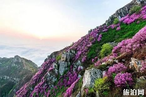 大小黑山杜鹃花赏玩 交通指南+杜鹃花花期