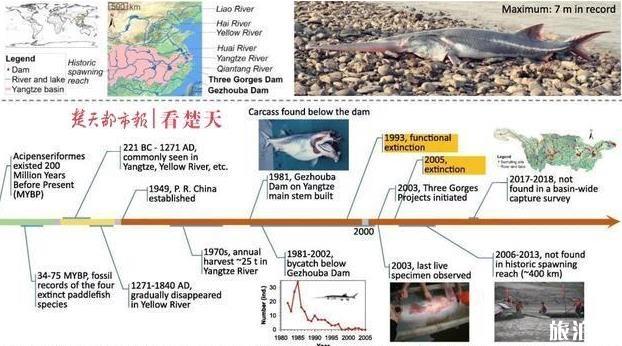 长江白鲟灭绝了吗 2020长江白鲟被宣布灭绝最新新闻