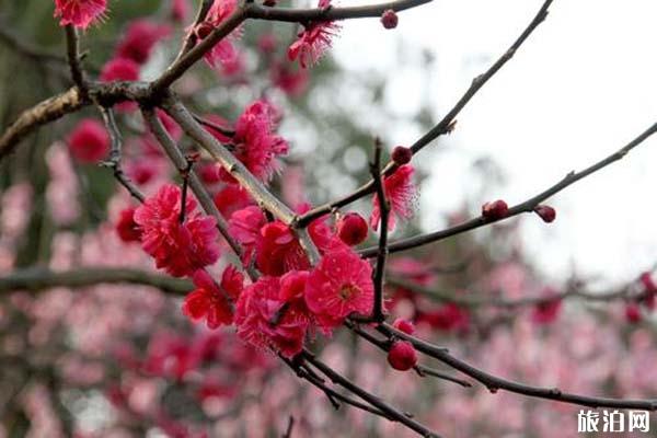 合肥六大赏梅胜地 合肥哪里可以观赏梅花