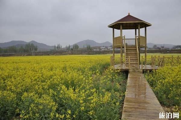 山东油菜花旅游地在哪，什么时候开