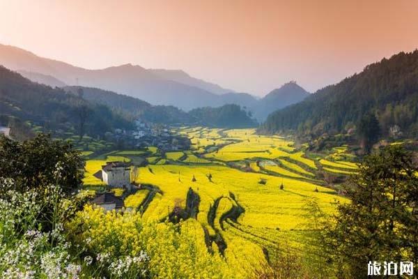 山东油菜花旅游地在哪 什么时候开