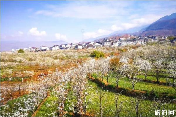 四川观赏梨花的地方 梨花节推荐地